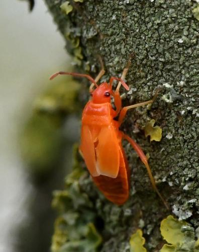 Pyrrhocoris apterus